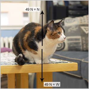 Normal Force of a cat